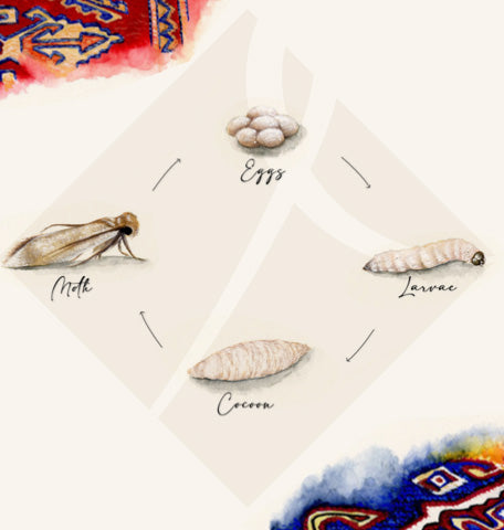 rugs moth cycle